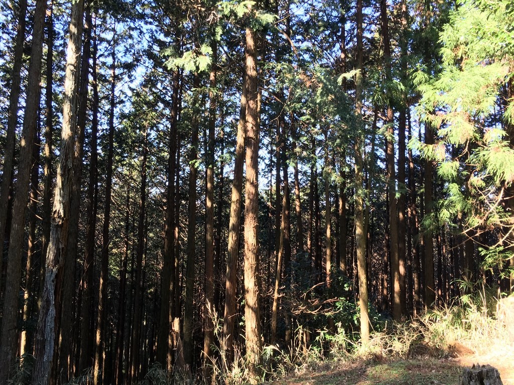 高倉山 神武東征 (34)