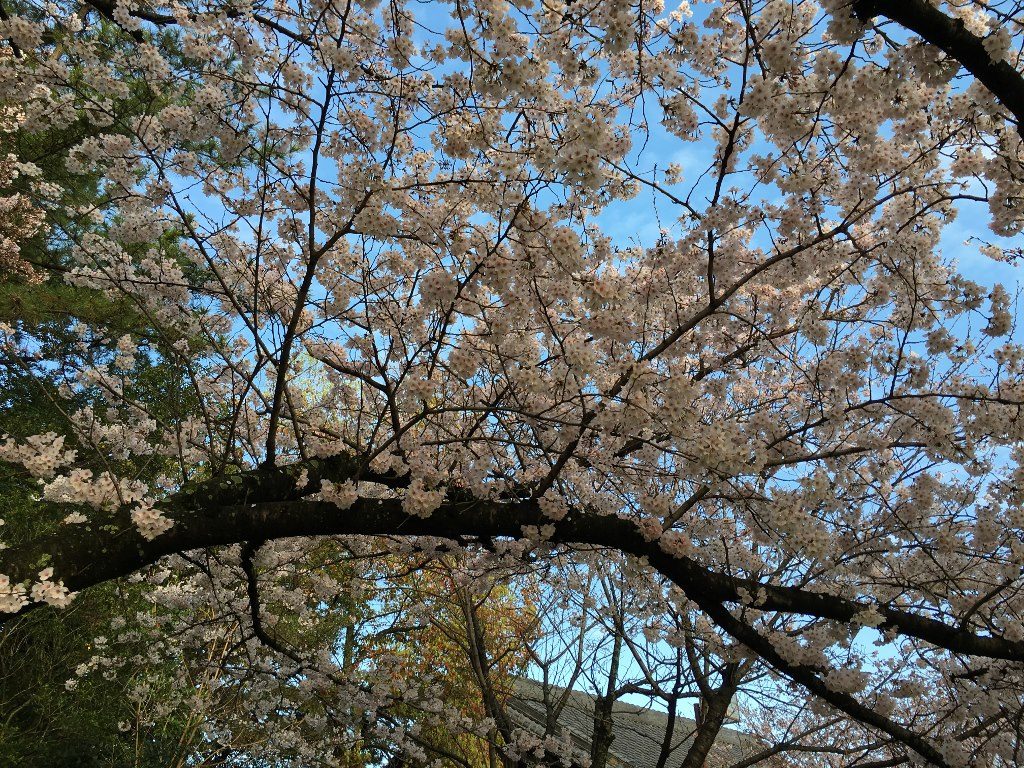 三断橋と妹背山 (13)