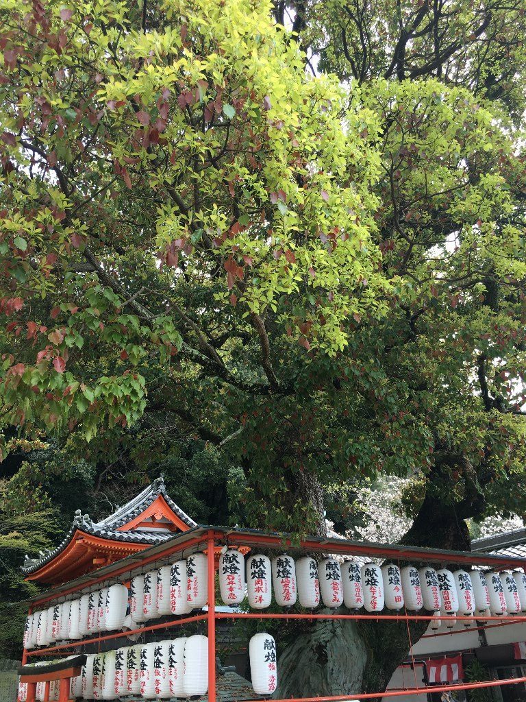 紀三井寺 (34)
