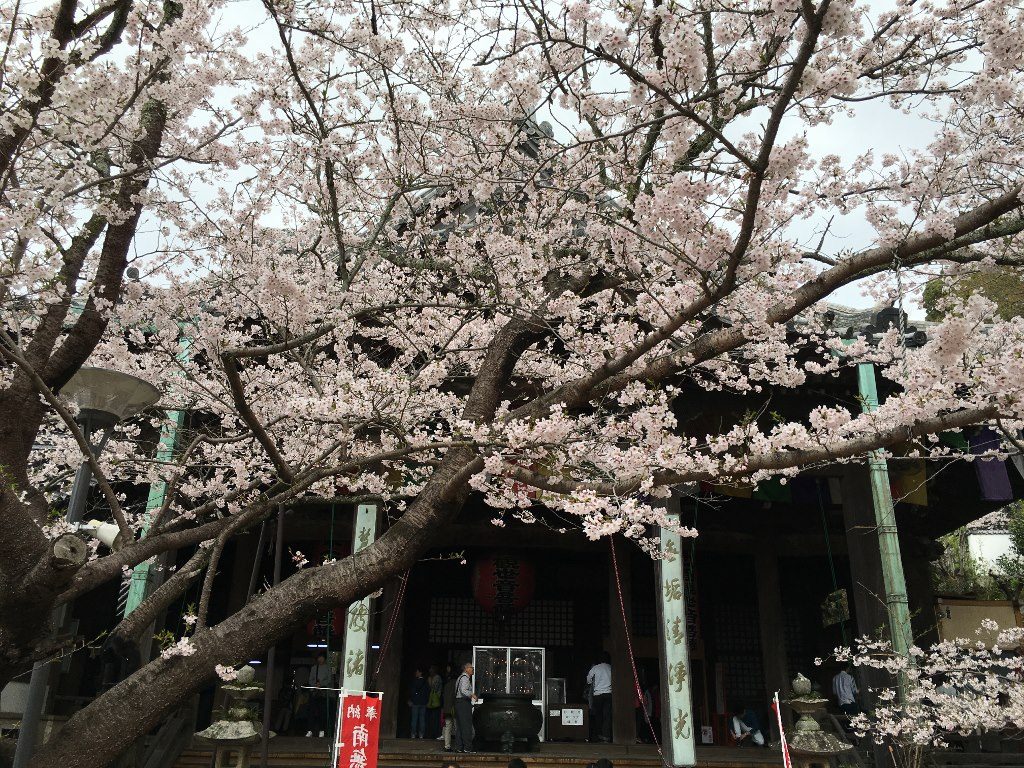 紀三井寺 (25)
