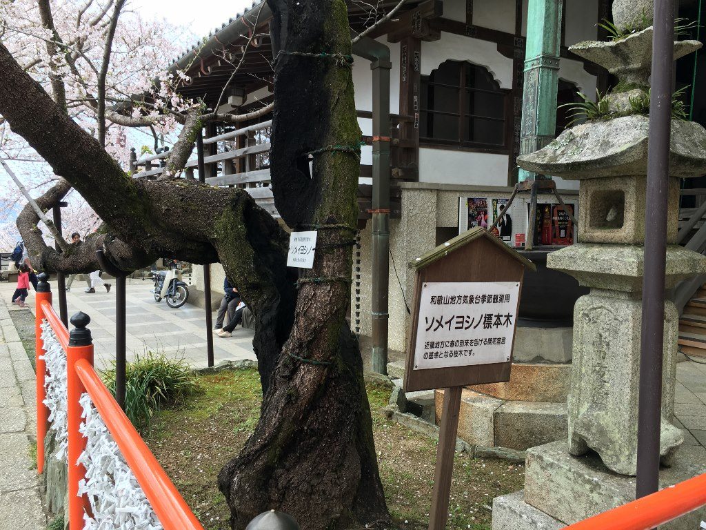 紀三井寺 (26)