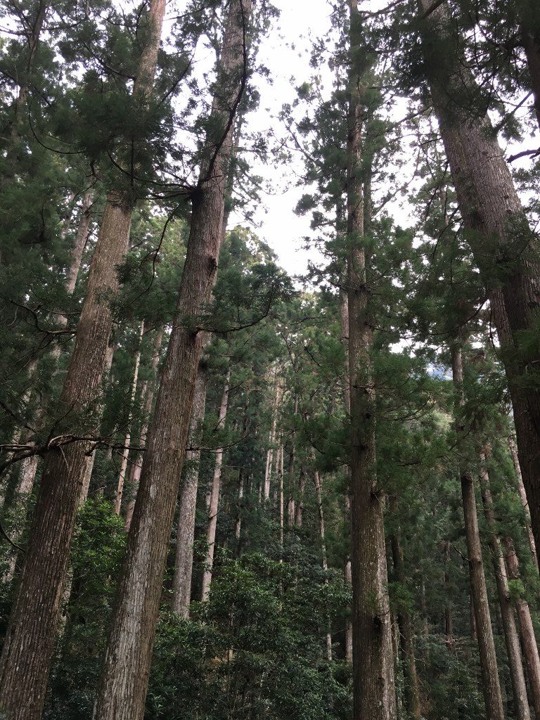 那智の大滝 (8) (1024x768)